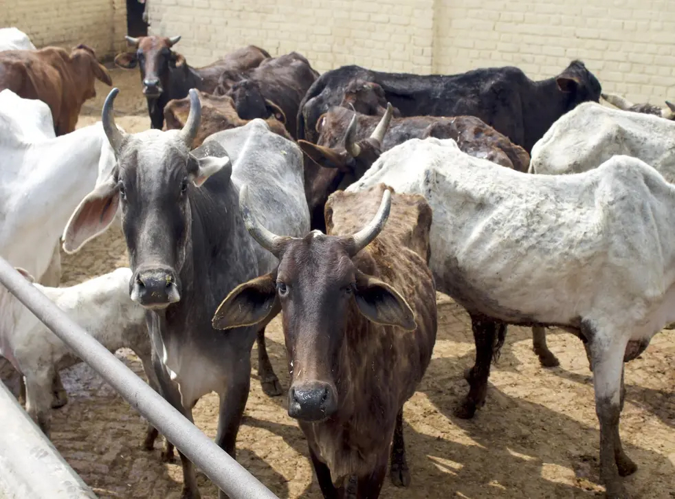 एमपी में बन रहा गौशालाओं का नेटवर्क